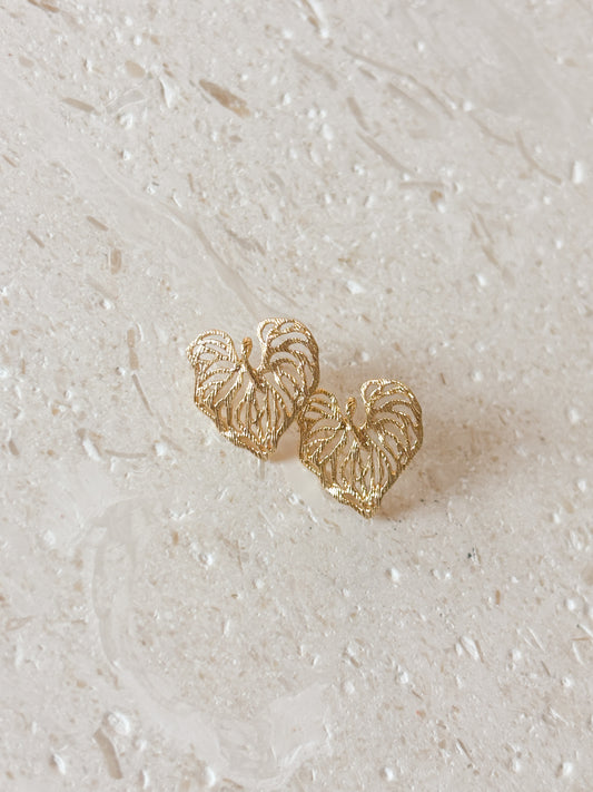 Philodendron Studs